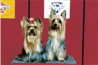 Yorkshire und Australian Silky Terrier